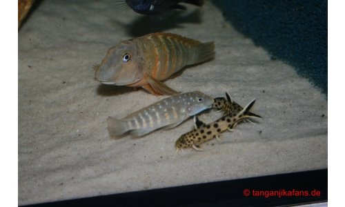 Tropheusbecken 480l